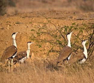 Wildlife Safari – Desert National Park Tour